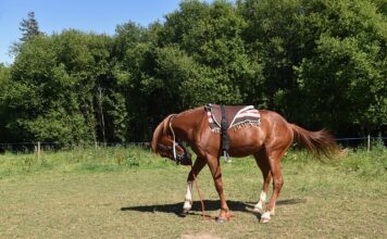 W jakiej odległości montować belki dachowe?